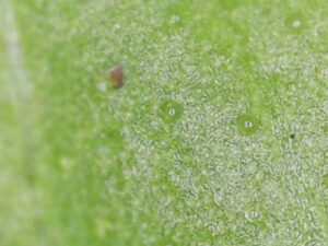 Mint oil in the cilia - old wives tales be damned.