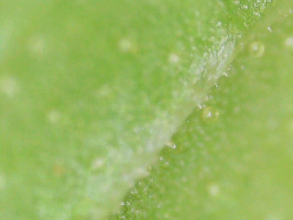 Trichomes under a mint leaf, with oil droplets (magnified 1,000 x)