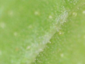 The above 3 photos were taken by me at a magnification of 2,000X. You can see the oil droplets at the end of the tubules on the underside of the leaf. There are no tubules or oil visible anywhere on the tops of the leaves.